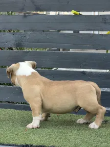 American Bully - Pocket - Bbb.