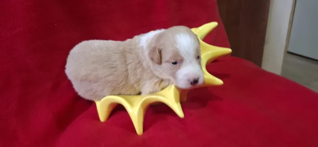 Border Collie - Aranyhaj