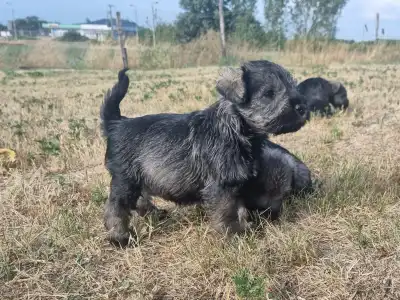 Schnauzer nano - J Male2
