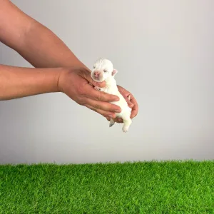 West Highland White Terrier - Hobo