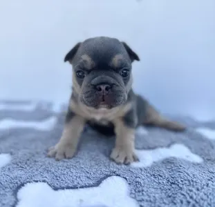 Bulldog francez - Neo
