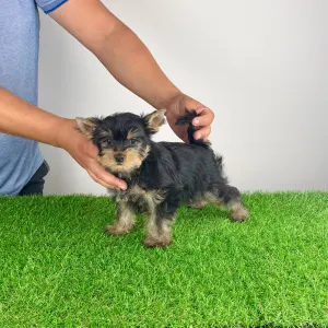 Yorkshire Terrier - Dave