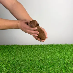 Trpasličí pudl - Namba