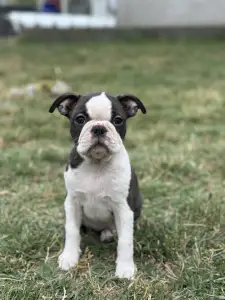 Boston Terrier - Yumba Nero Di Angelo