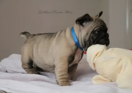 Francia bulldog - Aslan