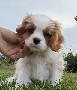 Cavalier king Charles spaniel - Paddington