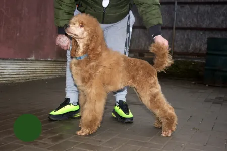 Poodle Standard - Johann Prestige