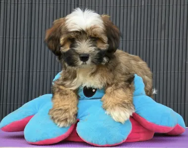 Tibeti terrier - Kardamom