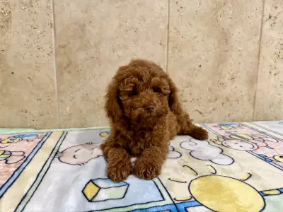 Poodle Miniature - Fedra