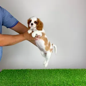 Cavalier King Charles Spaniel - Zinka