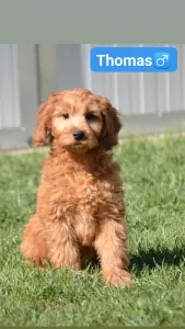 Goldendoodle - Thomas