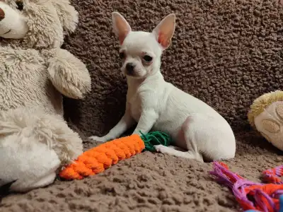 Chihuahua - Tangó