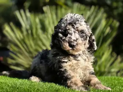 Cavapoo - Moon