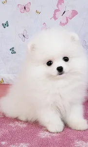 Pomeranian - Diamond