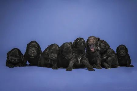 Portuguese Water Dog - Stella Maris 