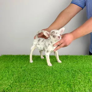 Chihuahua - Prosecco