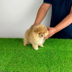 Pomeranian - Pici Bello
