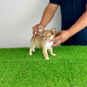 Chihuahua - Kwai