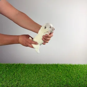 West Highland White Terrier - Just