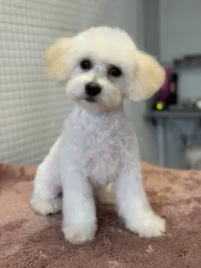 Maltipoo - Noni