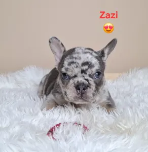 French Bulldog - Zazi