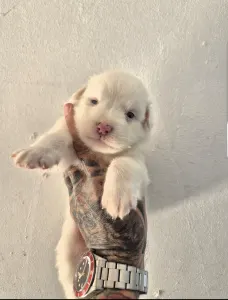 Australian Shepherd - Lejla