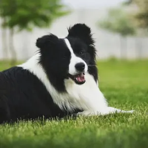 Border Collie - Leclway 