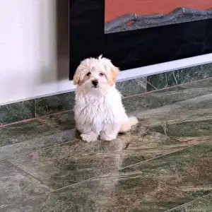 Havanese - Deres
