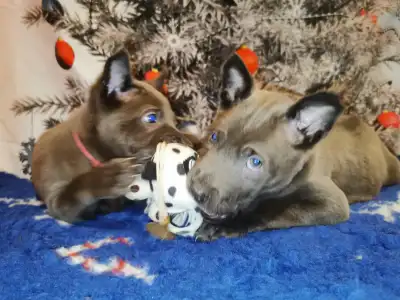 Thai Ridgeback - Bailey Wild-romance Of Chiang Exotic Wolfs