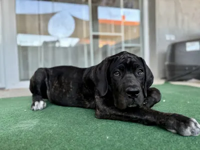 Chien de cour italien - Briana