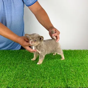 Chihuahua - Hella