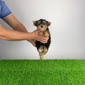 Yorkshire Terrier - Nero