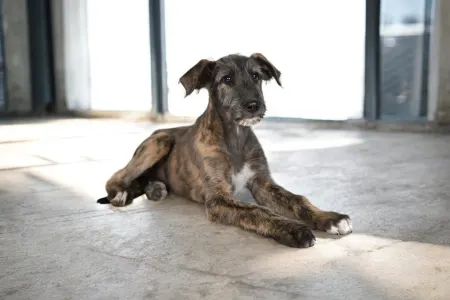 Irischer Wolfshund - Bìborka