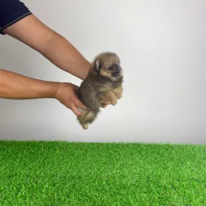 Pomeranian - Nina