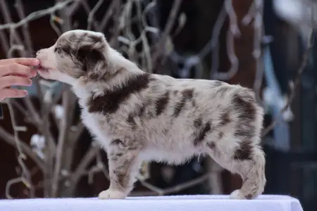 Miniature American Shepherd - Winstead Once Upon The Frontier