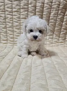 Bichon Frise - Nathan