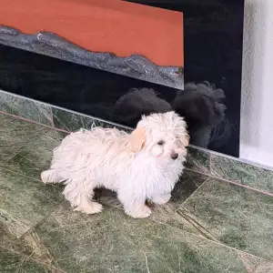 Havanese - Deres