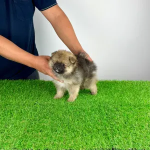 Pomeranian - Poppy