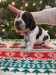 Angol Cocker spániel - Betty Boop