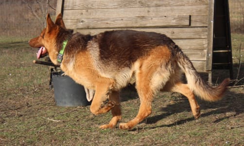 Deutsche Schäferhunde - Qeb