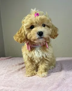 Maltipoo - Friderika