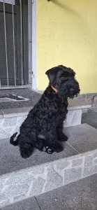 Kerry Blue Terrier - Badacsonyalja Daire Blue Pride