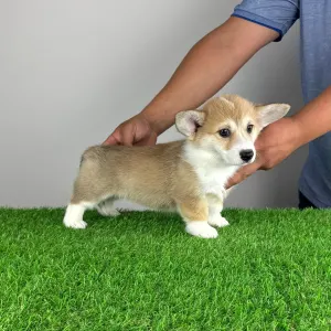 Welsh Corgi Pembroke - Rina