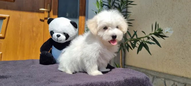 Maltipoo - Toffee