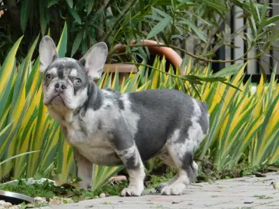 Francia bulldog - Robert 