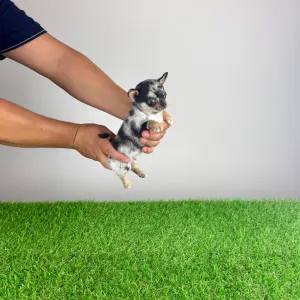 Chihuahua - Lido