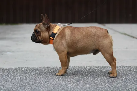 French Bulldog - Hajósbulldy Simon