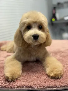 Cavapoo - Haevy