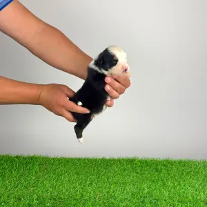Australian Shepherd - Gamma