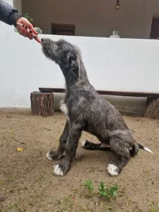 Levriero irlandese - Artfield